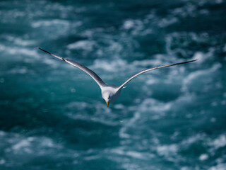 A graceful seagull soaring above the ocean