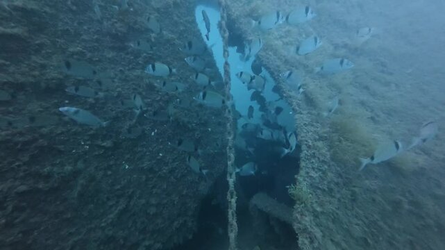 4k video of Double Banded Bream (Diplodus vulgaris) in Tarragona, Spain
