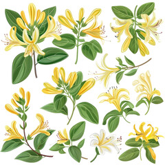 Fototapeta premium Honeysuckle Flower Illustration Set. Botanical Design Elements.