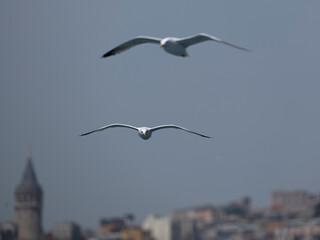 A graceful seagull soaring over Istanbul