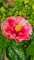 Beautiful blooming hibiscus flowers are pink and white, the leaves are green. Hibiscus is a perfect flower that has pistils and stamens, usually propagated by stem cuttings.