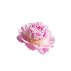 Pastel-colored peonies floating with realistic textures, high detail, and glowing light effects. Isolated dreamy composition on white background for wedding or spring-themed ads. High-quality PNG 