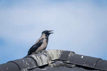 Crow on a roof