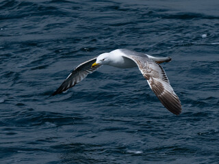 A graceful seagull soaring above the ocean