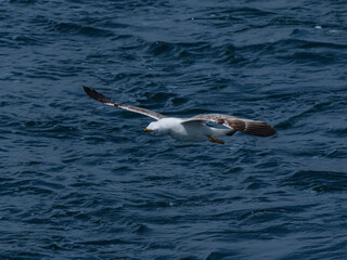 A graceful seagull soaring above the ocean