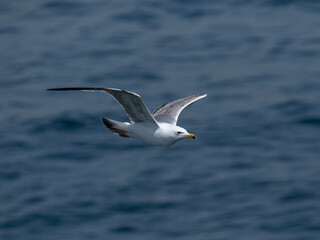 A graceful seagull soaring above the ocean
