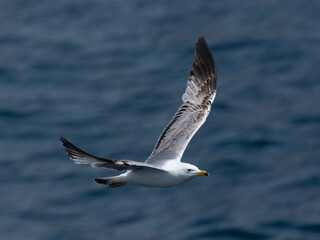 A graceful seagull soaring above the ocean