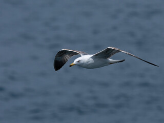 A graceful seagull soaring above the ocean