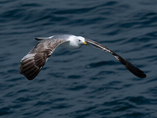 A graceful seagull soaring above the ocean