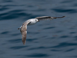 A graceful seagull soaring above the ocean
