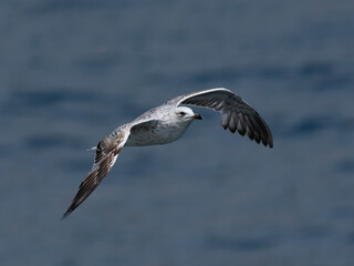 A graceful seagull soaring above the ocean