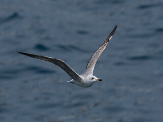 A graceful seagull soaring above the ocean
