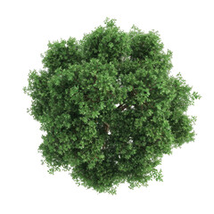 Aerial View Of Tree With Green Leaves On White Background. Nature'S Beauty, Perfect For Designs Needing A Touch Of Greenery.