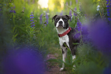 young mongrel dog with grey and white smooth-haired fur, black nose, brown eyes and red collar...
