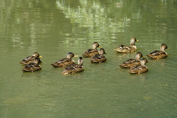 Mallard or wild duck female with 9 chicks (Anas platyrhynchos) Anatidae family. Hanover - Leinewiesen, Germany. June 12, 2025.