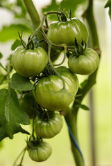 Close-up of fresh, green tomatoes growing on a vine. Perfect for recipes and healthy eating.