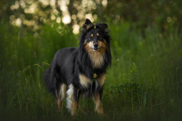 young mongrel dog with black and brown fluffy fur, black nose, funny ears staying portrait in nature green grass with blur background and lights bokeh