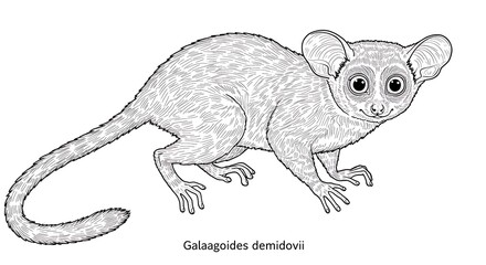 Obraz premium Detailed Black and White Illustration of a Demidoff's Dwarf Galago, Gaze Focused