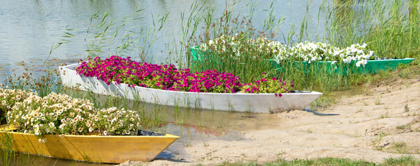 three old boats filled with fresh flowers by the river. Flowers grow in abandoned gondolas. High quality photo