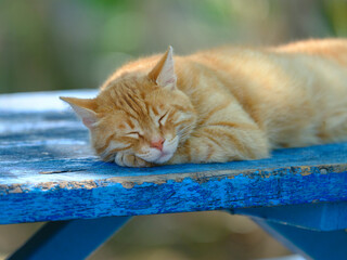 A lovely golden cat resting on a blue table