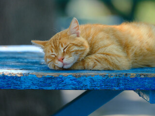 A cute cat resting in the nature