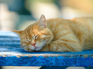 A lovely golden cat resting on a blue table