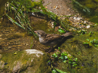 beautiful sparrow in the nature