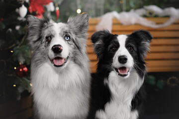 two young black and white border collie dogs sitting in front of the bench and pine christmas tree with decoration and lights. vertical