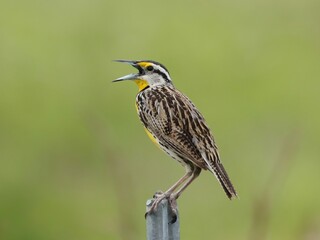 Gorgeous Eastern Meadowlark atop a Country Road Fence Post Florida