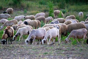 herd of sheep grazing on the meadow