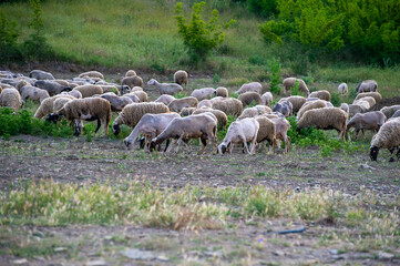 Obraz premium herd of sheep grazing on the meadow
