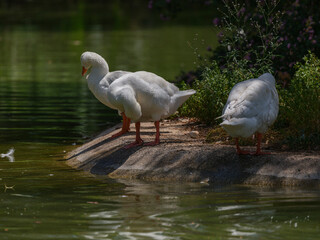 Obraz premium cute geese in the lake
