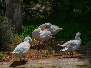 cute geese in the lake