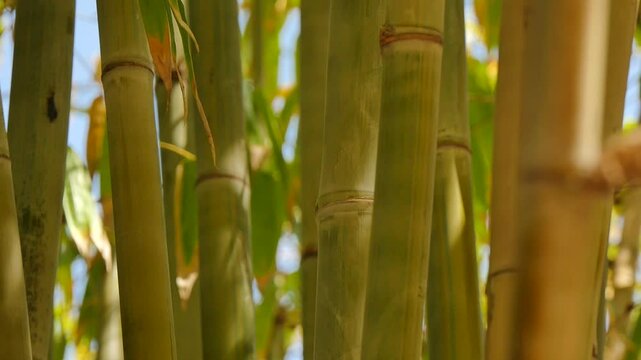 More bamboo shoots during the day