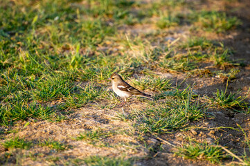 common chaffinch female on the grass