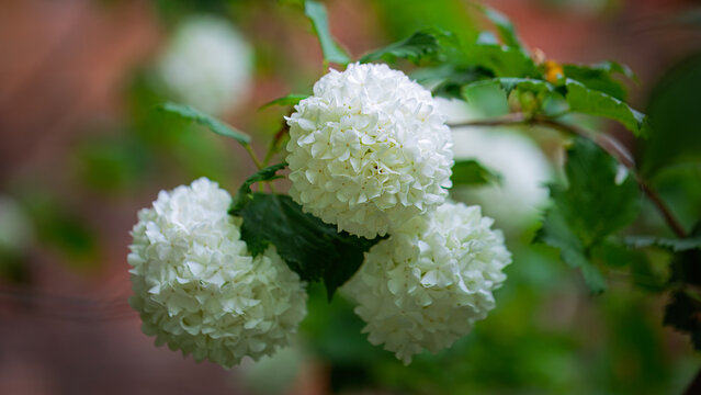 Closeup of white flowers of Viburnum opulus roseum in June 2025