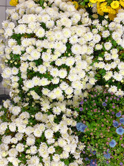 Chrysanthemum yellow and white. Top view. Chrysontema texture. Chrysanthemum x hortorum flowers. High quality photo