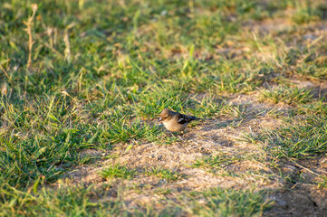 common chaffinch female on the grass