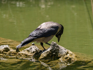 A crow by the lakeside
