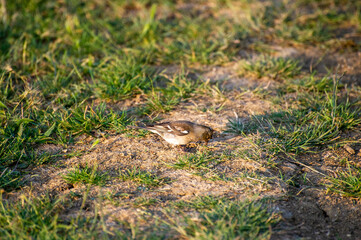 common chaffinch female on the grass