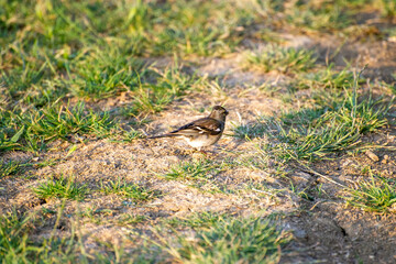 common chaffinch on the grass