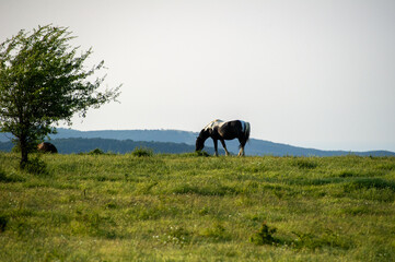 horse grazing  in the field