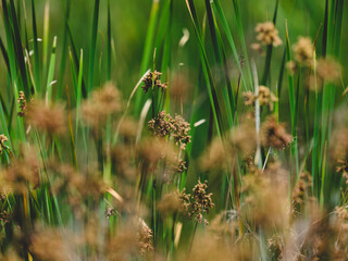 beautiful flowers in the nature