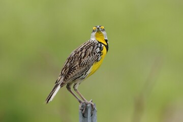 Gorgeous Eastern Meadowlark atop a Country Road Fence Post Florida
