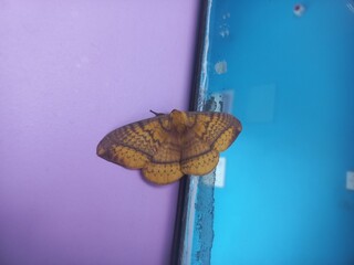 Butterfly Insect sitting on the color background wall,A huge butterfly is sitting on a colorful wall,Colorful beautiful orange yellow butterfly insect sitting on white background.