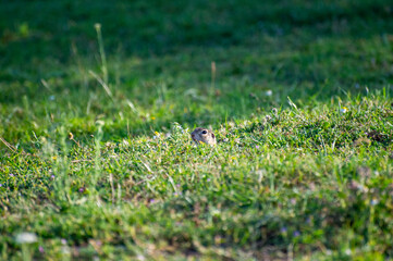 european ground squirrel looks out of its hole