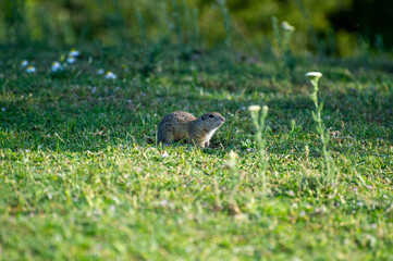 european ground squirrel sitting in green grass