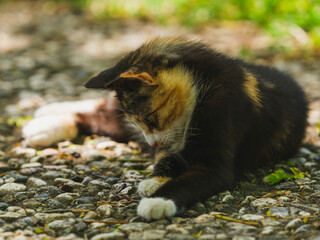 A cute calico cat in the garden