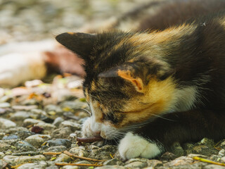 A cute calico cat in the garden