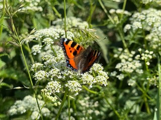 butterfly on a flower